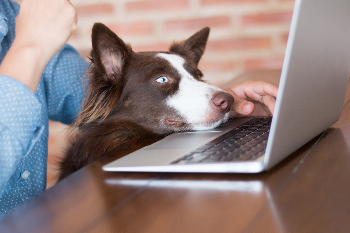 Llevar a tu mascota al trabajo: Estas empresas lo permiten