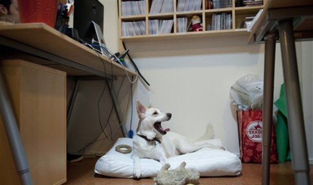 Llevar a tu mascota al trabajo: Estas empresas lo permiten