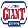 Bolsa de trabajo GIANT BERRY FARMS DE MEXICO S DE RL DE CV